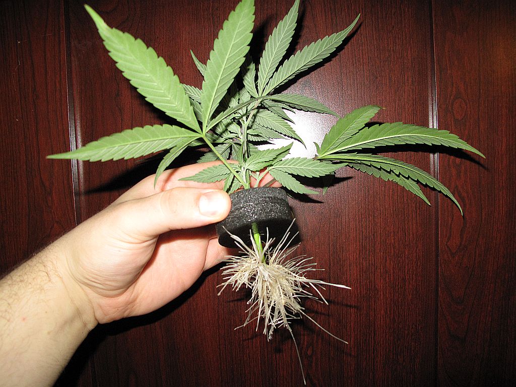 Cuál es la diferencia entre los clones y las semillas de cannabis
