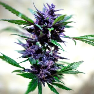 cannabonsai Purple Buddha Seeds