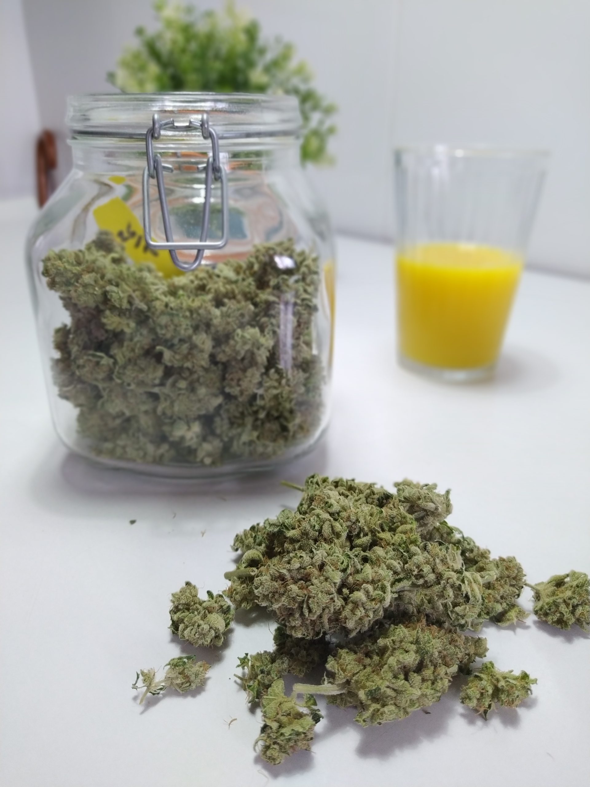 El curado de la marihuana: por qué es importante y cómo hacerlo  adecuadamente - Humboldt Seeds